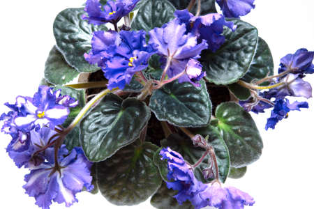 Blooming violets flowers isolated on white background. Potted indoor plant with white and blue flowersの写真素材