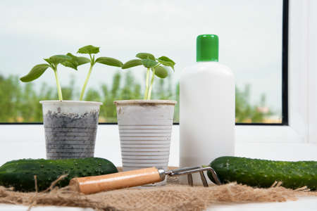 Fertilization cucumber seedlings on windowsill. Young cucumber plants sowing in pots and bottle of fertilize. Growing vegetables at home.の写真素材