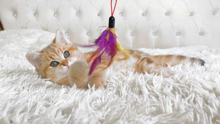 little red ginger striped kitten lying on back and playing with toy at home on white bed. Adorable pets conceptの写真素材