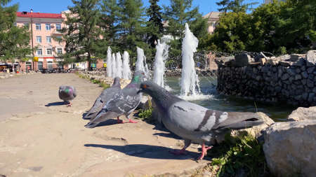 City summer landscape with pigeons and fountain. Jets of waterの写真素材