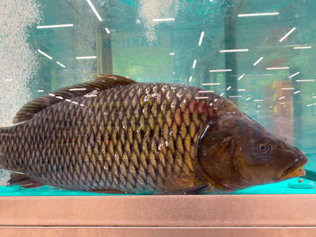 Alive fish ready for sale in supermarket. Edible fish in aquarium in shop