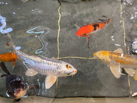Fancy carp fish or Koi swimming in pool. Japanese Carp swimの写真素材