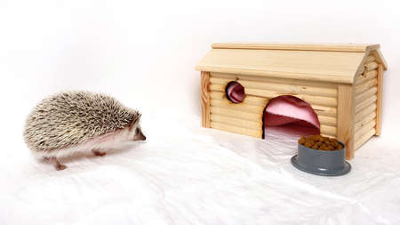 Little hedgehog pet going to wooden house on white background. Hedgehog home careの写真素材