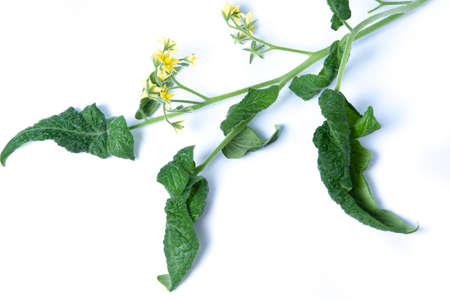 Tomato plant diseases. vegetable leaves sick