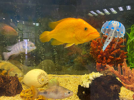Golden fish in aquarium, underwater view with decorative coral reef