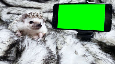Small cute hedgehog pet at smartphone with green screen. Advertising of goods for hedgehogs. Chroma key mock upの写真素材