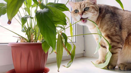 British ginger cat eating leaves of green potted plant on window sillの写真素材