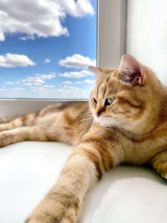 British ginger cat lying on windowsill. Red Chinchilla cat having rest. Blue sky and clouds in...