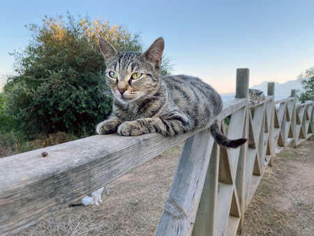 Gray alley cat lying on wooden fence. Stray cats in Turkey. Summer day, trees, mountains and blue sky on backgroundの写真素材