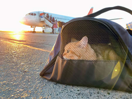 Cat in carrying case at airplane in sunrise. Cat carrier at airport. Pet sitting in pet carrier. Traveling with pet. Red kitten in travel bag boarding in plane.の写真素材