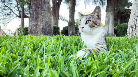 Gray and white alley cat lying on green grass and resting in public park. Stray cats in Turkey....