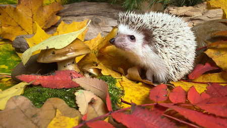 Little hedgehog on fallen autumn leaves background near mushroom in forest at Indian summer timeの写真素材