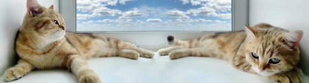 British ginger cats lying on windowsill and looking up. Red Chinchilla cat having rest. Gray sky in...