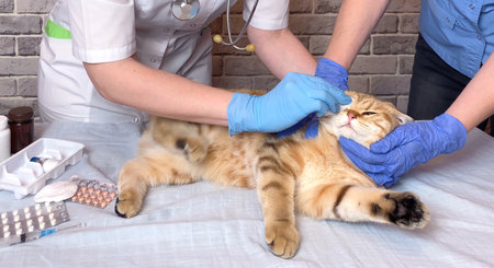 Vet processing cat eye with cotton pad. Doctor assistant veterinarian holding a pet on hands at vet clinicの写真素材