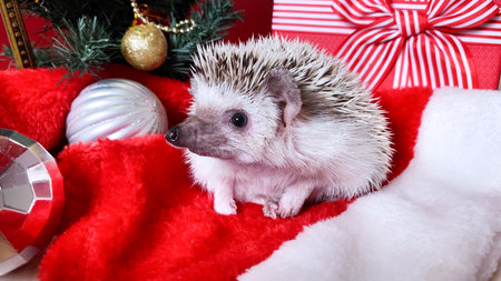 Christmas animal hedgehog, decorations, magical lantern with Santa Claus and gift box at new year tree on table in room.の写真素材