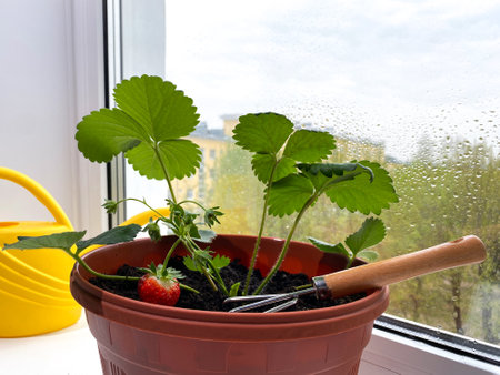 Planting strawberry seedlings on window sill. Rake, shovel and watering can. home gardening.の写真素材