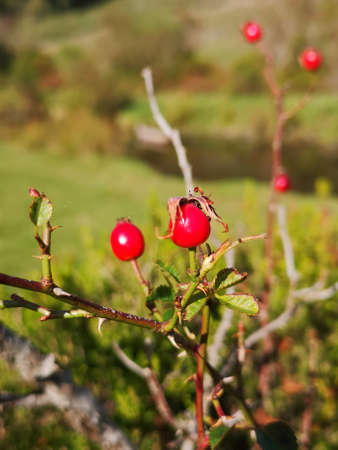 Wild berries in autumn. Photo taken in the Hayedo de la Tejera Negra park, in the province of Guadalajara. October 12, 2020の写真素材