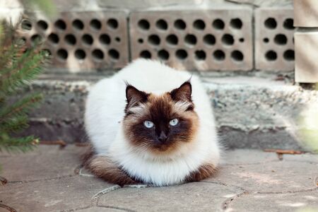 Himalayan Neva masquerade cat. Beautiful black-and-white cat on the street.の写真素材