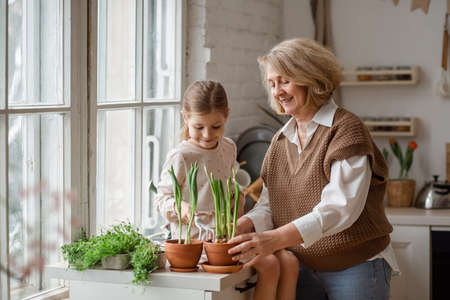 An elderly woman grandmother and a little girl granddaughter take care of and plant potted plants inside the house, do gardening in the springの写真素材