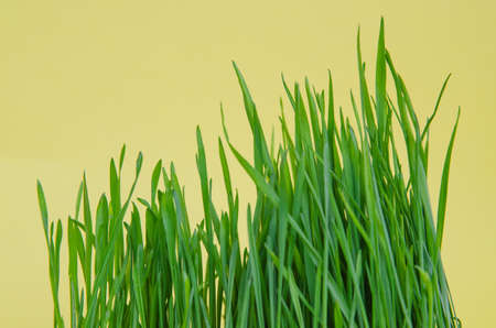 Sprouted wheat. Fresh green grass for the cat. Vitamins for animalsの写真素材