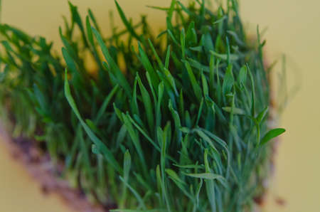 Sprouted wheat. Fresh green grass for the cat. Vitamins for animals