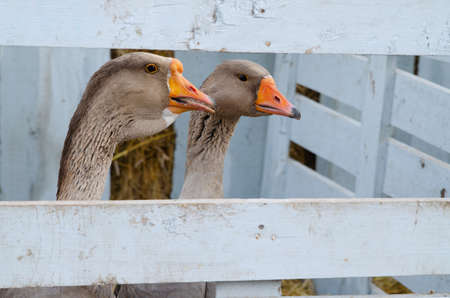Birds geese on the farm in a wooden pen. Farm raised animals for foodの写真素材