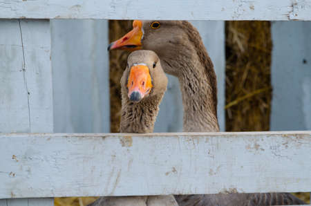 Birds geese on the farm in a wooden pen. Farm raised animals for foodの写真素材