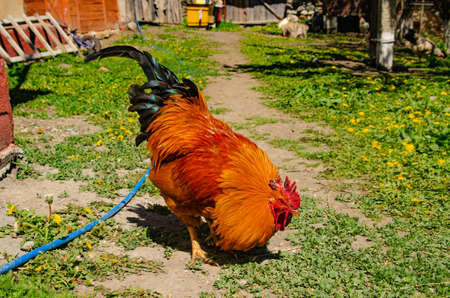 A domestic rooster walks in the yard of a house in the village