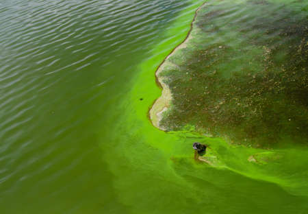 A dirty lake with green water. Unfavorable environmental situation. Environmental disasterの写真素材