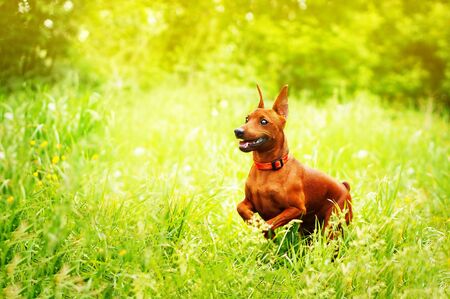Happy red dog jumps out from grass in the wild blooming meadowsの写真素材