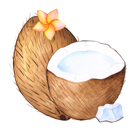 Watercolor coconut tropical hand drawn illustration with isolated elements for design with palm leaf, flower of plumeria and a slice of coconutの写真素材