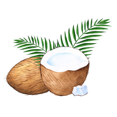 Watercolor coconuts tropical hand drawn illustration for design with coconuts, palm leaves and a slice of coconutの写真素材