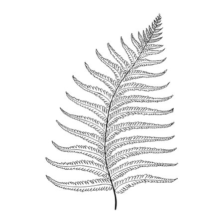 Fern tropical leaf hand drawn vector isolated element for design in black colorのイラスト素材