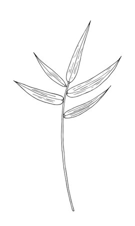 Bamboo tropical leaf hand drawn vector isolated element for design in black colorのイラスト素材