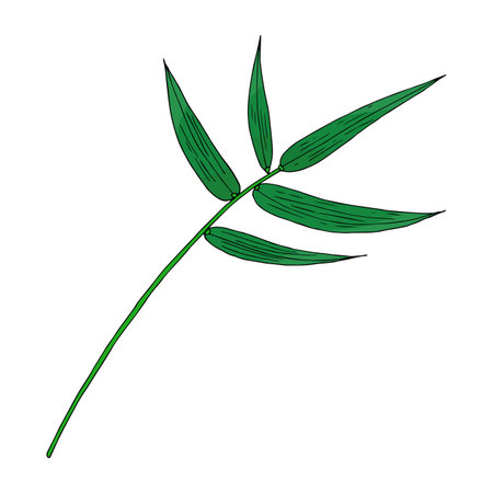 Tropical green bamboo leaf in doodle style. Hand drawn by inks vector isolated element for design.のイラスト素材