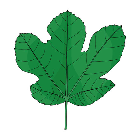Tropical green fig leaf in doodle style. Hand drawn vector isolated element for design.のイラスト素材