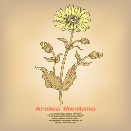 Arnica Montana. Illustration of medical herbs. Isolated image on white background. Vector.のイラスト素材