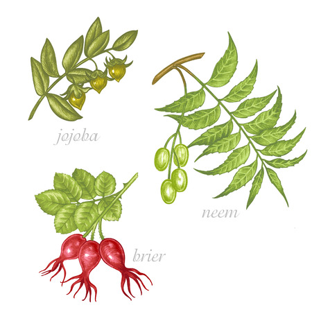 Set of vector images of medicinal plants. Beauty and health. Jojoba, neem, brier.のイラスト素材