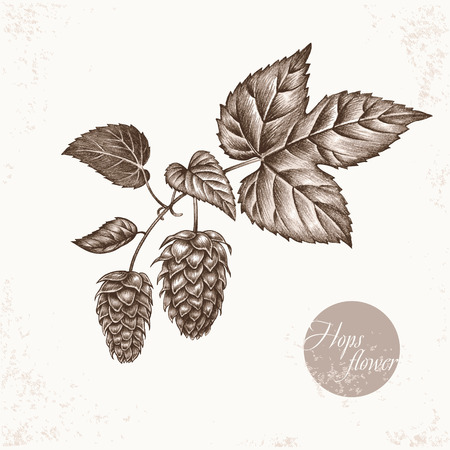 Vector images of medicinal plants. Biological additives are. Healthy lifestyle. Hops flower.のイラスト素材