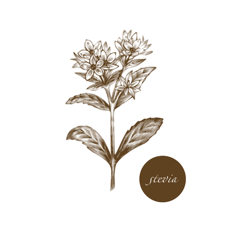 Vector images of medicinal plants. Biological additives are. Healthy lifestyle. Stevia.のイラスト素材