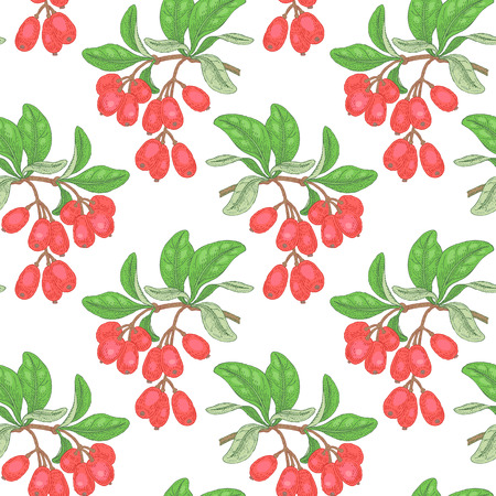 Illustration of barberry. Seamless vector pattern. Branches with berries medicinal plants on a white background.のイラスト素材