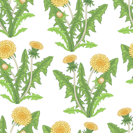 Illustration of dandelion. Seamless vector pattern. Flowers of medicinal plants on a white background.のイラスト素材