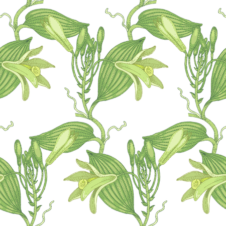 Illustration of vanilla. Seamless vector pattern. Flowers of medicinal plants on a white background.のイラスト素材