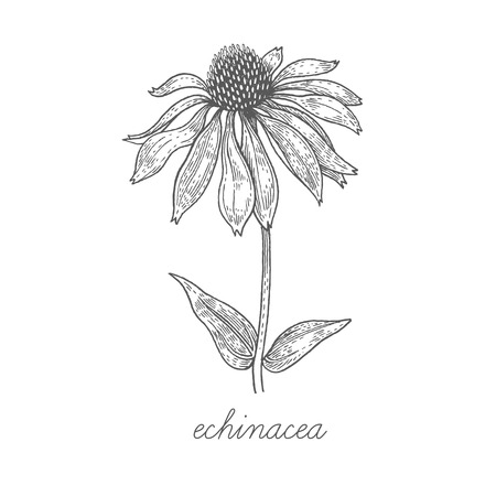 Echinacea. Vector plant isolated on white background. The concept of graphic image of medical plants/herbs/flowers/fruits/roots. Designed to create package of health and beauty natural products.のイラスト素材