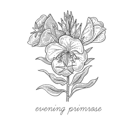 Evening primrose. Vector plant isolated on white background. The concept of graphic image of medical plants/herbs/flowers/fruits/roots. Designed to create package of health and beauty natural productsのイラスト素材