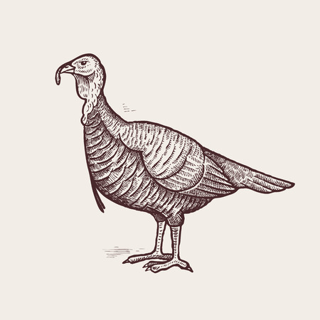 Vector illustration - a bird turkey. A series of farm animals. Graphics, handmade drawing. Vintage engraving style. Nature - Sketch. Isolated fowls image on a white background.のイラスト素材