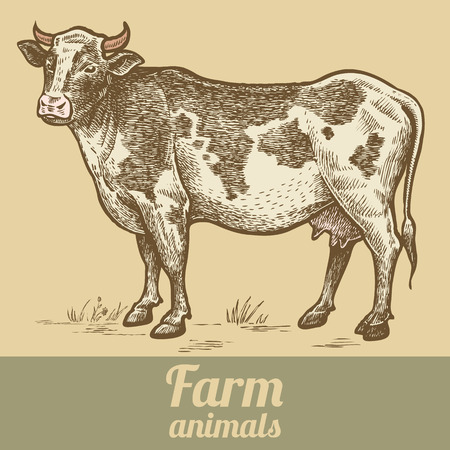 Farm animal cow. Colored print. Style vintage engraving. Vector illustration of a series - farm animals isolated. Template for creating packaging design farm products and signage natural food stores.のイラスト素材