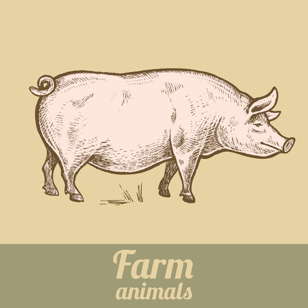 Farm animal pig. Colored print. Style vintage engraving. Vector illustration of a series - farm animals isolated. Template for creating packaging design farm products and signage natural food stores.のイラスト素材