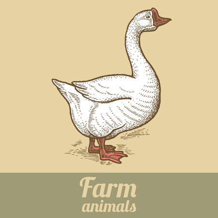 Bird goose. Vector illustration of a series - farm birds isolated. Poultry colored print. Style vintage engraving. Template for creating packaging design farm products and signage natural food stores.のイラスト素材