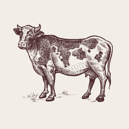 Vector illustration - cattle. A series of farm animals. Graphics, handmade drawing. Vintage engraving style. Nature - Sketch. Isolated cow image on a white background.のイラスト素材